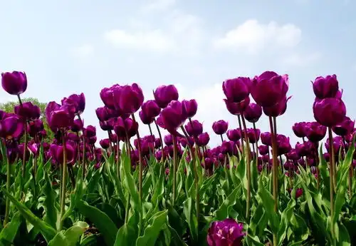 8月上旬,爱情运旺盛,真爱不断靠近,脱单指日可待的四大生肖