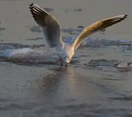 落日中的海鸥组照