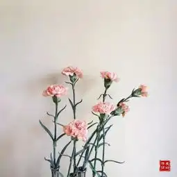 生活就是白天有说有笑,晚上睡个好觉