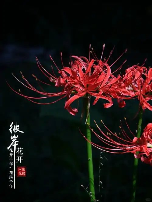 彼岸花美丽而忧伤5向阳花来自小红书网页版摄影彼岸花