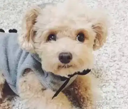 最适合学生党养的7种狗狗,不仅好养,还省钱