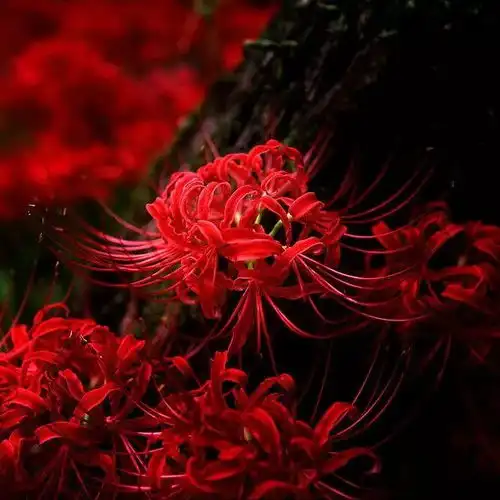 花花世界一花一曲,那些被赋予特殊含义的花儿