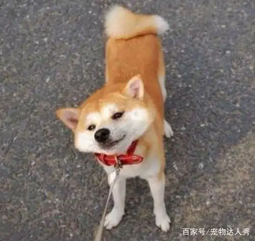女主人带狗狗去做发型,回来领狗时崩溃这狗我不想要了