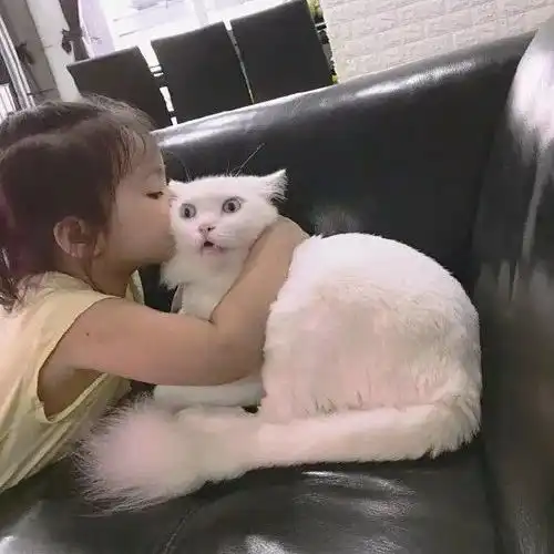 小女孩搂着猫,要亲猫,而猫的反应让人看了笑趴了,哈哈...