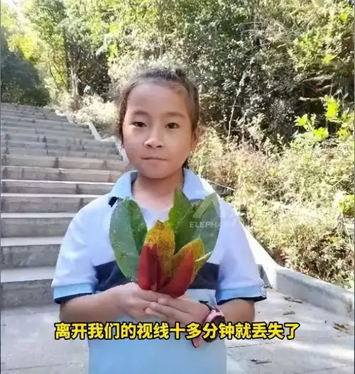 揪心云南8岁女童走失已超4天,家属悬赏100万,更多细节曝光