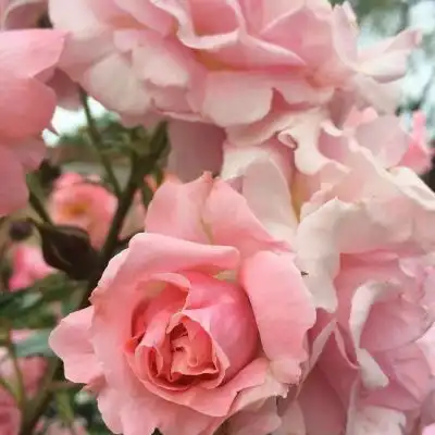 唯美鲜花图片这周你会收到一个风景静物头像我要个性网