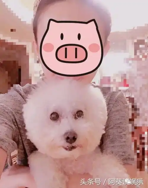 赵丽颖与爱犬合拍,粉丝第一次羡慕一只狗