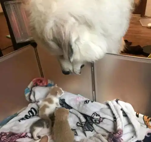 女子救下流浪猫,10天后喜提小猫一窝,她家狗狗直接吸猫吸上瘾了