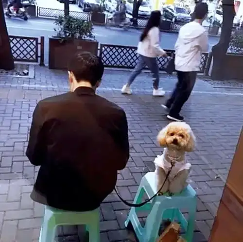 女子盯着只泰迪看,没想到狗狗转过身对她笑了这是个撩妹高手啊