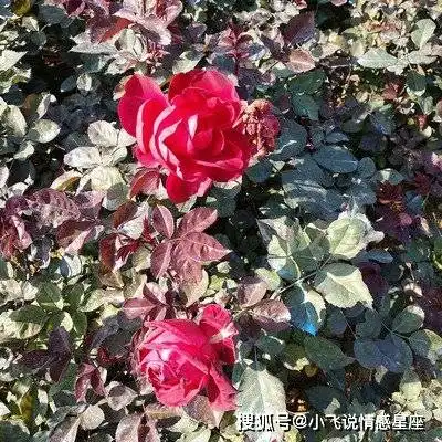 惹不起的三大生肖女,脾气大却很旺夫,日子越来越美满