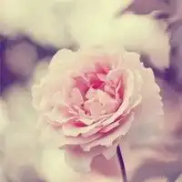 女生微信头像风景图片唯