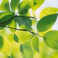 干净适合夏天的头像微信头像图片大全