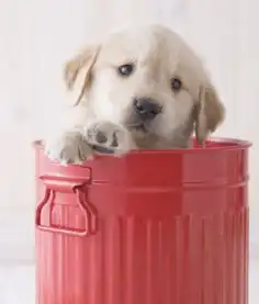 狗狗喝红糖水好吗