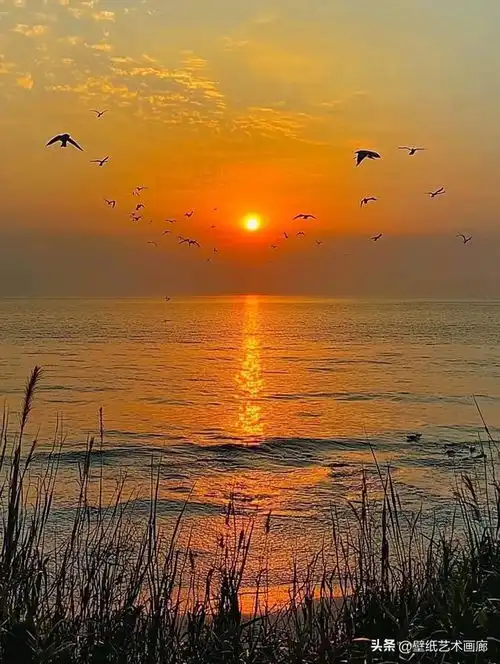 海鸥与日落,美得让人想要尖叫