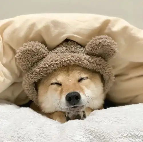主人晒出狗狗睡觉的照片,全网的人直呼太治愈啦