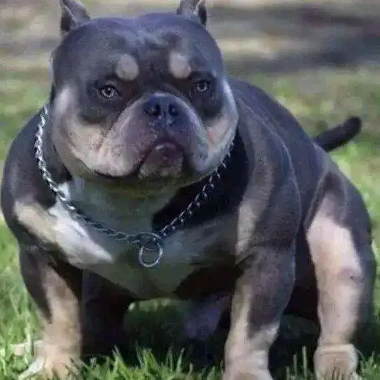 女童遭烈犬撕咬注意桂城禁养这27种烈性犬