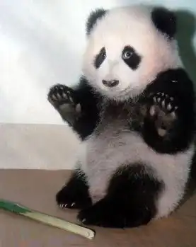 史上最全可爱熊猫搞笑图集