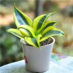 客厅摆放什么植物招财