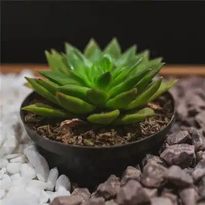 微信头像小清新多肉植物特写图片
