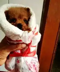 女孩网购小狗,卖家保证一定安全到家,看到狗狗后笑喷
