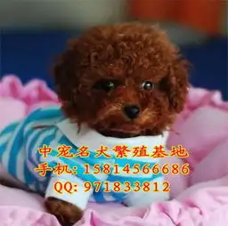 高品质玩具迷你型茶杯泰迪幼犬出售中保品质健康
