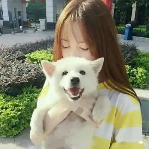 如果狗狗为你做这5件事,说明狗狗爱你入骨,真的很暖心