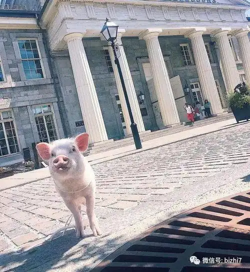 宠物猪头像,猪的头像萌的微信头像