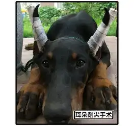 我给刚做完绝育手术的狗狗安了一个假睾丸