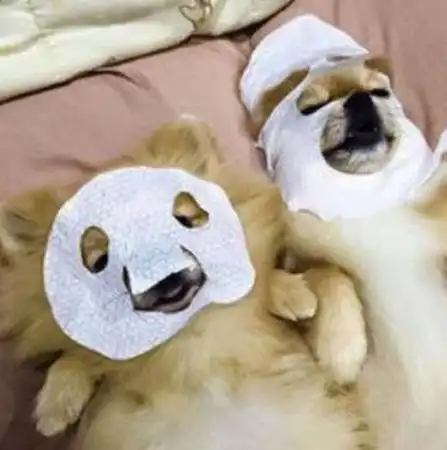 两个狗狗之间的相处方式,第三个,你们是认真的吗