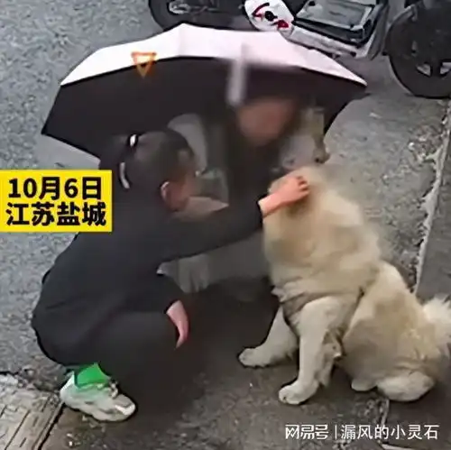 咬断眼皮江苏女子被松狮撕咬,惨遭毁容,狗主人肯定会赔偿