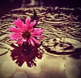 我想要一些关于花的非主流的唯美图片