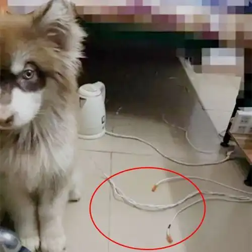 流浪狗被女子带回家,查出犬瘟后不放弃治疗,好心终有好报
