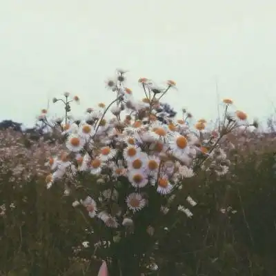 菊花微信头像图片大全女生版唯美菊花头像高清图片