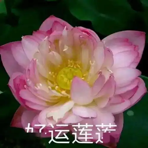 女人旺事业头像荷花