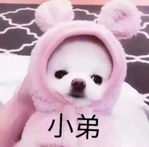 女生头像可爱呆萌动物大