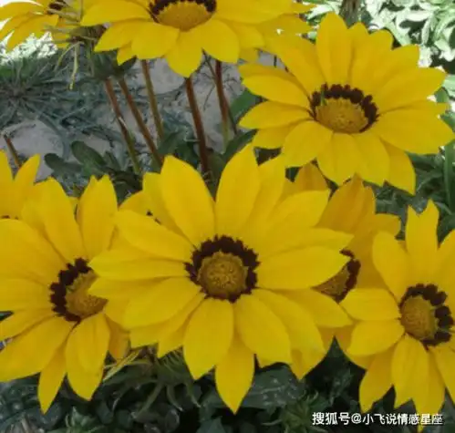 有家室还到沾花惹草,脚踏多只船的3大生肖男,女生擦亮眼睛