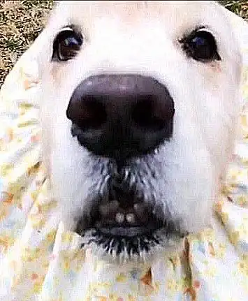 女生和狗狗的头像外婆