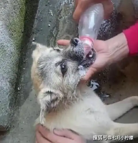 流浪狗被坏人投毒吐白沫,善良女孩赶紧施救,狗狗的反应超暖心