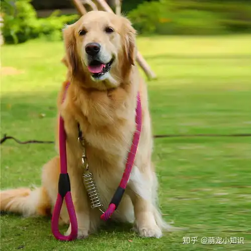 为什么女生都喜欢养公犬,难道狗界也有性别歧视