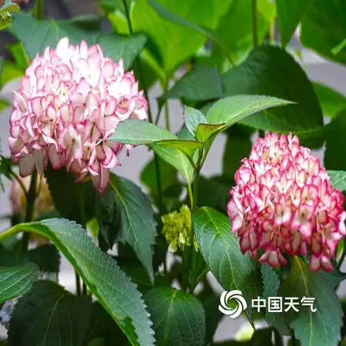重庆街头多彩绣球花开放绚烂四月天
