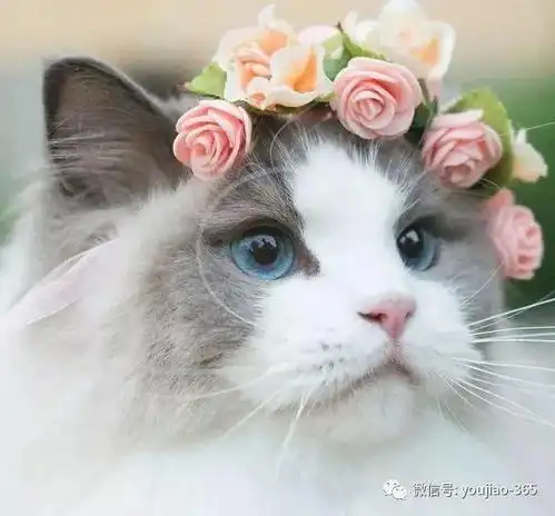 2073公主的猫