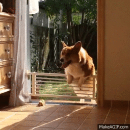 搞笑gif图这就是拿个光笔逗狗狗的悲剧