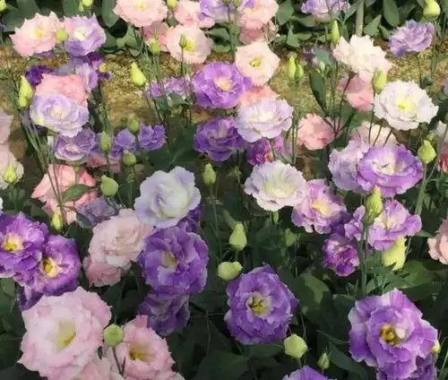 4种花是爆盆能手,花开一茬又一茬,直接变成小花园,花朵硕大