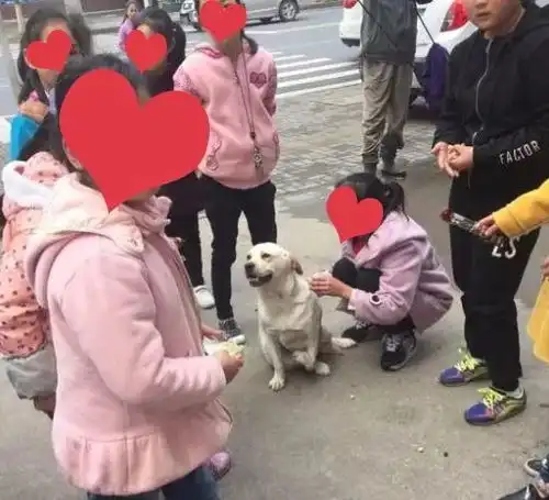 断脚狗狗被遗弃,一个小女孩看到后,抱着它哭着求路人帮忙...