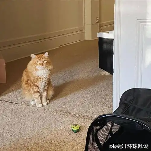 害羞小猫胆小到不敢下床,热情大猫彻底改变他