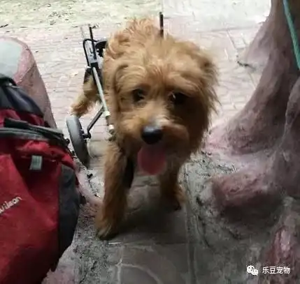 它才出生三个月,就被狠心老师扔下了楼,被救时的模样让人心疼