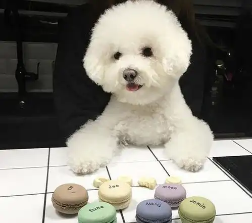 女生适合养什么狗比熊犬了解一下