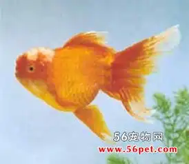 素兰花文鱼