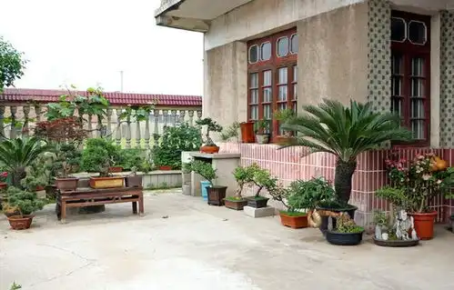 富不富,门前树,这5种树非常漂亮,寓意也很好,能增财旺运