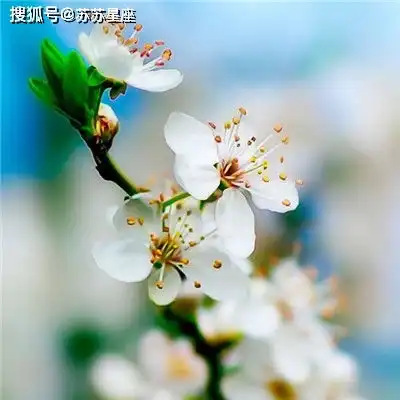 2021年6月27日十二星座运势解析